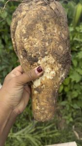 หัวพันธุ์อีรอก #อีรอก ต้นใหญ่  ชุด1กก