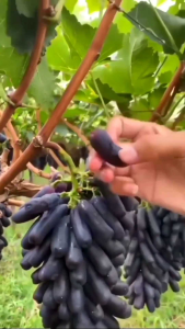 Media Tanam Untuk Tabulampot premium siap pakai (2kg)