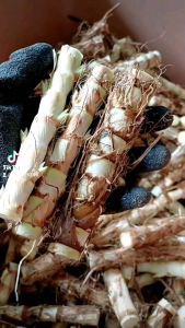 200 ท่อน พันธุ์หญ้าหวานอิสราเอล 40 ท่อน แถม ท่อนพันธุ์หญ้าหวานอิสราเอล