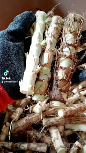 ท่อนพันธุ์หญ้าหวานอิสราเอล 500 ท่อน แถม 80 ท่อน