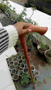 Tongkat jalan kayu nogosari nagasari motif cula premium