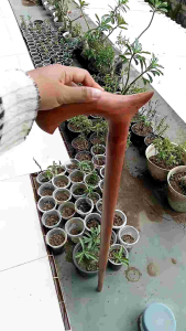 Tongkat jalan kayu nogosari nagasari model habib