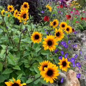 (KEMASAN PREMIUM) BIJI | BENIH BUNGA DWAFT SUNFLOWER