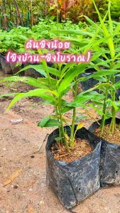 ต้นขิงน้อย(ขิงบ้าน-ขิงโบราณ)แพ็ค2ถุง159บาท เป็นพืชล้มลุก และเป็นพืชสมุนไพรพื้นบ้าน ปลูกง่าย ดูแลง่าย กินได้ตอลดทั้งปี แตกยอกในช่วงฤดูฝน ใบมีกลิ่นหอม มีรสชาติเผ็ด สรรพคุณมากมาย