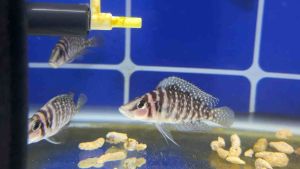 Cichlid Alptolamprologus Calvus White 慈鯛白珍珠虎