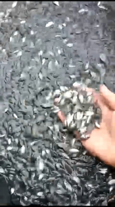 Bibit ikan nila item isi 50 bonus 5+Pakan pelet