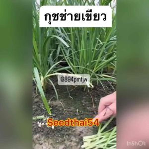 เมล็ดกุชช่าย240-270เมล็ดโปรโมชั่น3แถม1