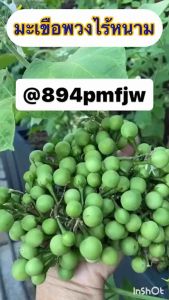 เมล็ดมะเขือพวงไร้หนามพันธุ์ไร้หนาม 150-200 เมล็ด