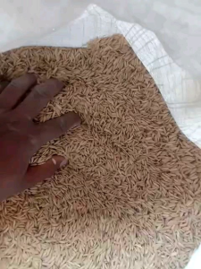 Benih Padi ZIZANIA terbaru Kemasan 1kg