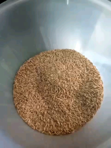 BENIH PADI INBRIDA C2 KEMASAN 1KG