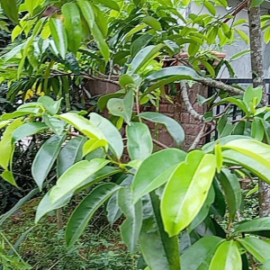 daun sirsak obat segala macam penyakit