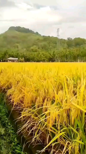 Benih padi TRISAKTI ULTRA GENJAH bibit unggul berkualitas 100% original & asli