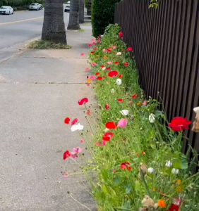 200 BUTIR BIJI/BENIH ICELAND POPPY PAPAVER MIX
