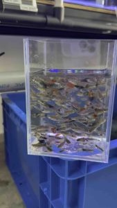 Ikan Guppy Ikan Reject 30 Ekor | Tiada Refund｜No Return