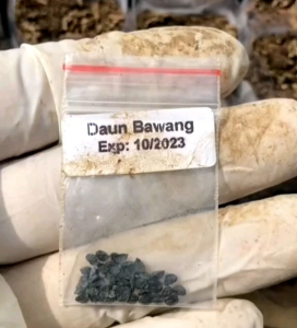 25 BUTIR BIJI/BENIH BAWANG MERAH BESAR RED BURGUNDY