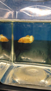 (Boleh pilih) Female Premium Show Gred Betth Fish Ikan Laga