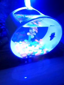 Aquarium Ikan Cupang Soliter Minimalis Fullset Dengan Tanaman Dan Hiasan Lampu