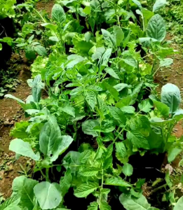 150 BUTIR BIJI/BENIH SAWI KAILAN FULL WHITE/CHINESE KALE