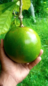 Buah BERENUK / LABU bulat HOT Promo spesial 1 Butir