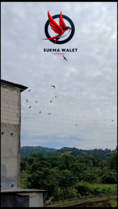 Paket Suara Walet SP ST INAP AKAU VIETNAM SPESIAL BIRAHI Original