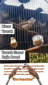 BIK Trucuk. Penggacor Burung Trucukan Atau Jogjrog.