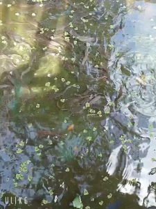 กระชังเลี้ยงปลา 1x1.5x.5ม นอนหนาพิเศษ สำหรับกุ้งหอยปู ปลาดู ปลาหมอ แหน การใช้งานสะดวก 2ปี ไม่ต้องเคลือบ พลาสติกฉีด น้ำไม่ซึม