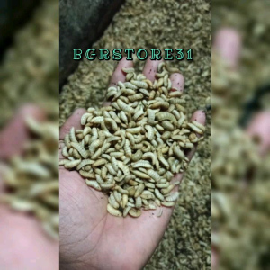 BGRSTORE-MAGGOT BSF FRESH 200G UMPANG MANCING/PAKAN PELIHARAAN HAMSTERLANDAK MINIIKAN DLL