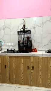 BLACK JACK by Bilbost doping dan vitamin burung kicau murai dan lain lain