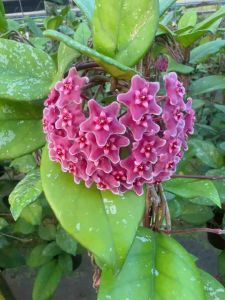 Hoya Carnosa seed dark red โฮย่า ไม้ดอก ไม้แขวนประดับ ต้นส่งติดดอก