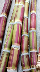 cành giống mía sọc striped sugarcane dài 40cm