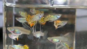 Yellow Tiger Round Tail (PAIR) 老虎圆尾孔雀鱼(一对)
