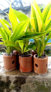 tanaman pot sri rejeki gransena kuning dekorasi akuarium 5 pcs