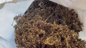 มะแขว่น ตากแห้ง มะแขว่นหอม  ขนาด 50 กรัม มะแขว่นหอมจาก ต.ยอด จ.น่าน