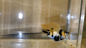 Trico Balloon Molly Fish(Male) 红头短身气球茉莉鱼(公)❗️(Not random fish)❗️Fish same as order❗️33
