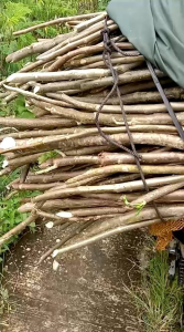 Bibit Singkong Papua daun Lebar/Telo 10 Siap tanam panjang 25cm