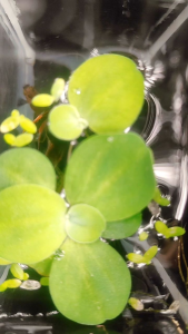 Guppy plants aquarium decoration (1M+1F)(1M+2F) for RDSS Halfmoon - 100% Quality - Freebie