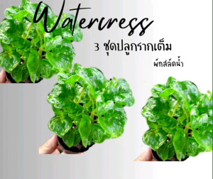 เครสผักต้านมะเร็งราชินีผักคนรักสุขภาพ 2 แถม 1 ต้นวอเตอร์