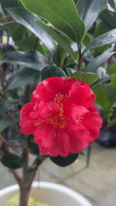 #คามิเลีย (Camillia) #ดอกคาเมลเลีย (camellia) #ดอกไม้ประจำคนเกิดเดือนมกราคม ความหมายของดอกคาร์มีเลีย หมายถึง อุดมคติอันสูงส่ง รักในอุดมคติ ความถ่อมตน 🤍ดอกคาร์มีเลียสีขาว – ความงามอันไร้ตำนิ ความรักในอุดมคติ ความงามที่เย็นชา ❤️ดอกคาร์มีเลียสีแดง – คว