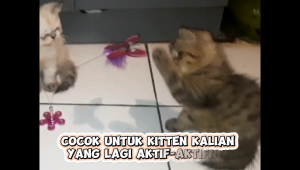 PER KUPU BOXING Mainan Kucing Interaktif - NEW