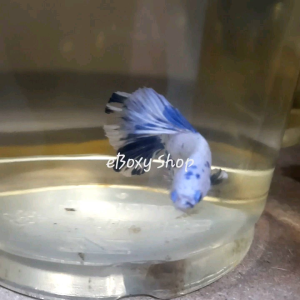 Blue Marble Halfmoon Betta