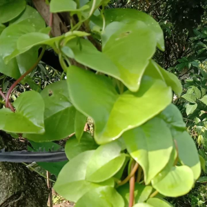 Daun Binahong Hijau Segar 100gr Order Baru Petik