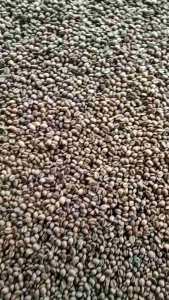 Kopi Robusta Asli Tanpa Campuran: Nikmati Rasa Tradisional Dengan LK.COFFE