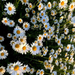 1.000 BUTIR BENIH BUNGA WHITE DAISY (KEMASAN IMPORT)