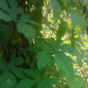 jual daun pare gengge hutan segar yang banyak manpaat dan hasiatnya bagi kesetan tubuh 250 gram