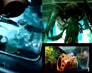 UFO อาหารกุ้งและปลาสวยงาม เต่า ชนิดจม 200 กรัม - อาหารชนิดจม สูตรพิเศษ โปรตีนสูง 40%, สาหร่ายสไปรูลิน่า, โปรตีนจากไข่ไก่, สร้างวุ้นและสมบูรณ์ก้ามของกุ้ง