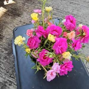 แพรเซี่ยงไฮ้ ดอกสีสันสดใส