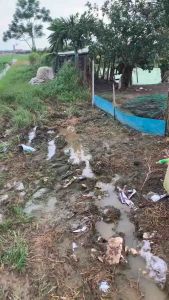 S.BIO Men Khử Mùi Hôi Chuồng Trại – Xử Lý Khí Độc Hấp Thụ Amoniac Khử Mùi Nhanh Cho Gà Heo Vịt