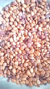 Native Speckled Red Patani Seeds for planting /Premium Lima beans (50 seeds)