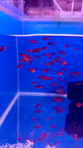 RED PLATY FISH【short body】(SUPER RED)/红豆/红球【短身】(SUPER RED)(L SIZE)