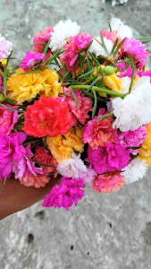 Bunga Krokot Import 10 Batang dengan 9 Warna Bagus untuk Taman